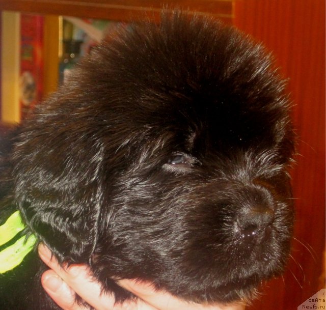 Фото: ньюфаундленд Uyutnaya Dolina Baddi Hart Forever (Уютная Долина Бадди Харт Форевер)