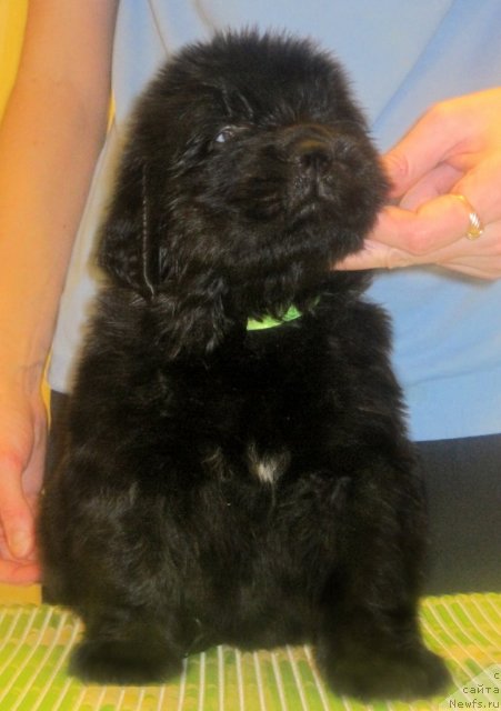 Фото: ньюфаундленд Uyutnaya Dolina Baddi Hart Forever (Уютная Долина Бадди Харт Форевер)