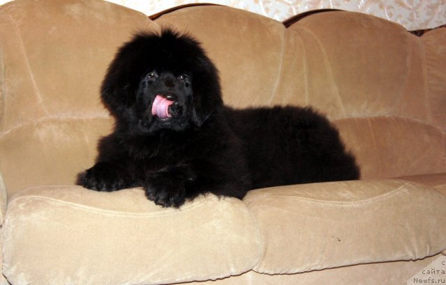 Фото: ньюфаундленд Smigar Galaxsy Shall Win (Смигар Галакси Шелл Вин)