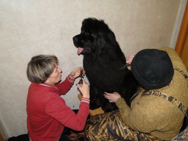 Фото: ньюфаундленд Bol'shaya Udacha (Большая Удача)