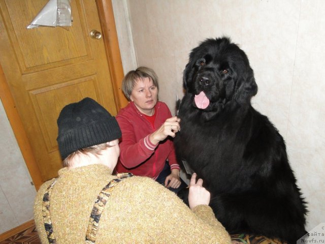 Фото: ньюфаундленд Bol'shaya Udacha (Большая Удача)