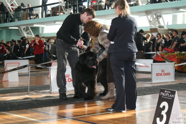 Фото: ньюфаундленд Potap YUniter (Потап Юнитер)