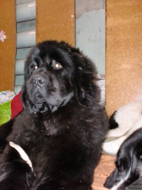 Фото: ньюфаундленд Ih Vyisochestvo Giacinta Briz (Их Высочество Гиацинта Бриз)