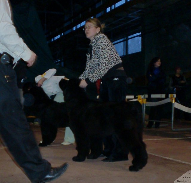 Фото: ньюфаундленд Izumrud Moey Dushi (Изумруд Моей Души), ньюфаундленд Ih Vyisochestvo Giacinta Briz (Их Высочество Гиацинта Бриз)