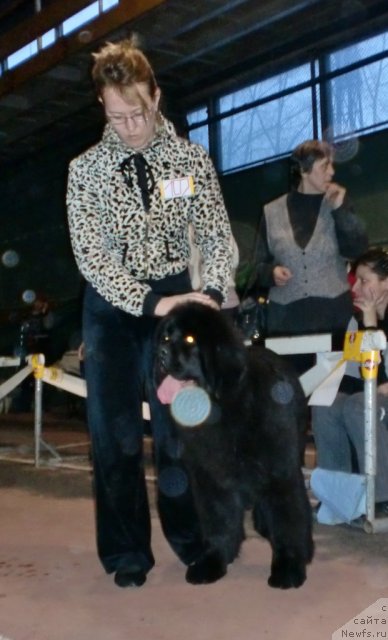 Фото: Ol'ga Trapeznikova (Ольга Трапезникова), ньюфаундленд Ih Vyisochestvo Giacinta Briz (Их Высочество Гиацинта Бриз)