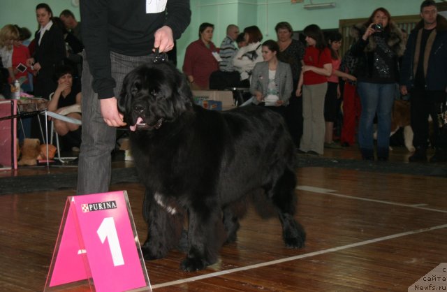 Фото: ньюфаундленд Potap YUniter (Потап Юнитер)