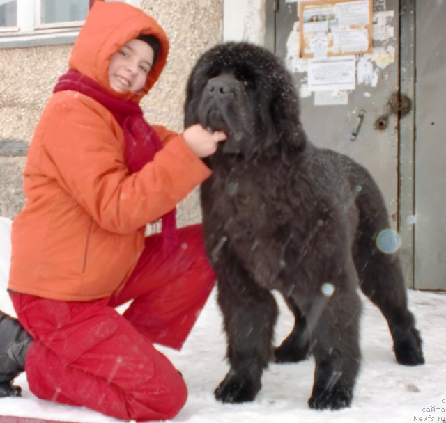 Фото: ньюфаундленд Ih Vyisochestvo Giacinta Briz (Их Высочество Гиацинта Бриз)