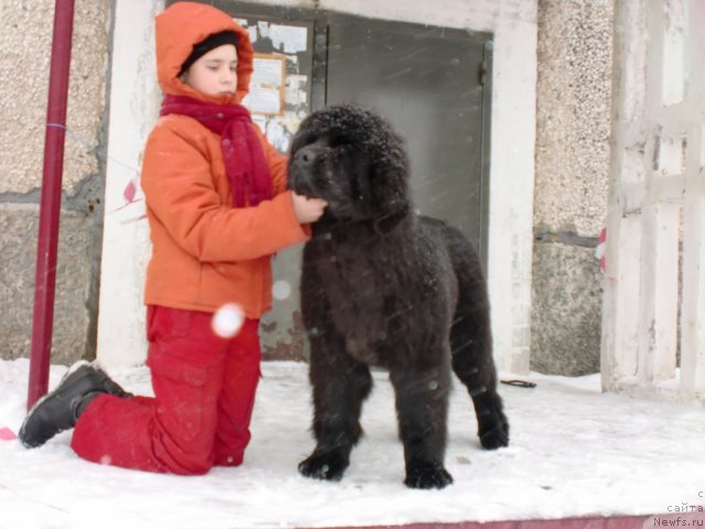 Фото: ньюфаундленд Ih Vyisochestvo Giacinta Briz (Их Высочество Гиацинта Бриз)
