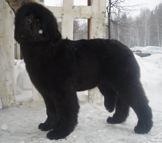 Фото: ньюфаундленд Ih Vyisochestvo Giacinta Briz (Их Высочество Гиацинта Бриз)