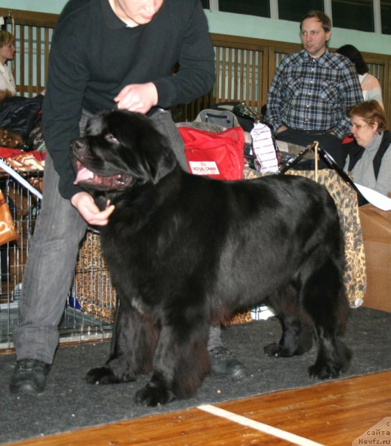 Фото: ньюфаундленд Potap YUniter (Потап Юнитер)