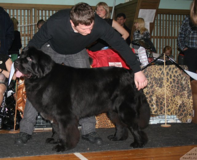 Фото: ньюфаундленд Potap YUniter (Потап Юнитер)