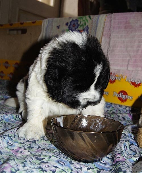 Фото: ньюфаундленд Super Bizon Ekaterinburg (Супер Бизон Екатеринбург)