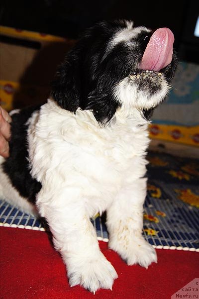 Фото: ньюфаундленд Super Bizon Ekaterinburg (Супер Бизон Екатеринбург)