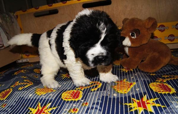 Фото: ньюфаундленд Super Bizon Ekaterinburg (Супер Бизон Екатеринбург)