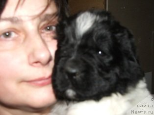 Фото: ньюфаундленд Plushevaya Panda Tajna Monrepo (Плюшевая Панда Тайна Монрепо)