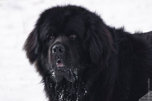 Фото: ньюфаундленд Lary (Лари)
