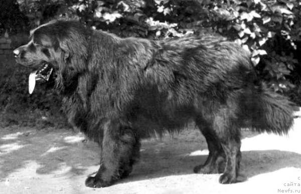 Фото: ньюфаундленд Zarev Maconi (Зарев Мацони)