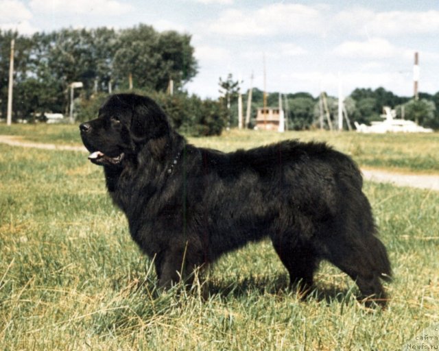 Фото: ньюфаундленд Esaul (Есаул)