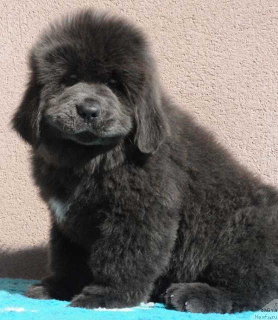 Фотография № 58960