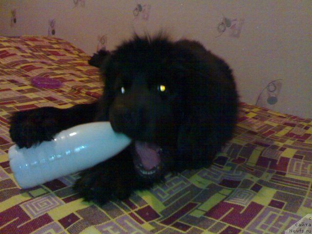 Фотография № 58964