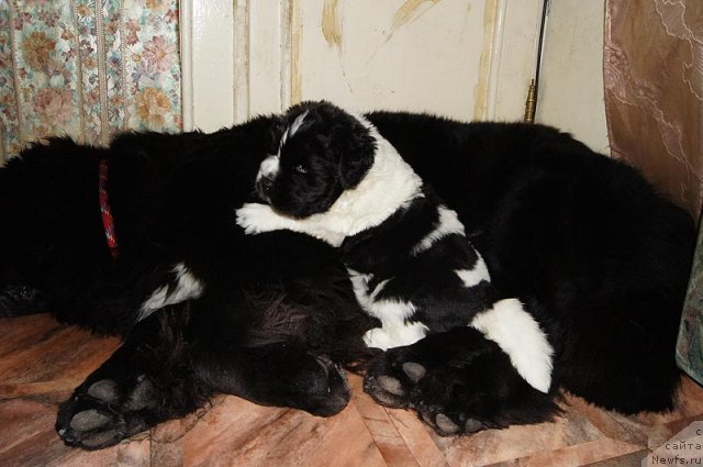 Фото: ньюфаундленд Super Bizon Ekaterinburg (Супер Бизон Екатеринбург), ньюфаундленд Super Bizon Antaliya (Супер Бизон Анталия)