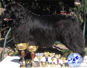 Фото: ньюфаундленд Nick Shedevr iz Medvejyego Yara (Ник Шедевр из Медвежьего Яра)