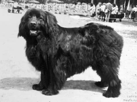 Фото: ньюфаундленд Kassandra Vig De Vol'f (Кассандра Виг Де Вольф)