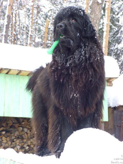 Фото: ньюфаундленд Baryishnya (Барышня)