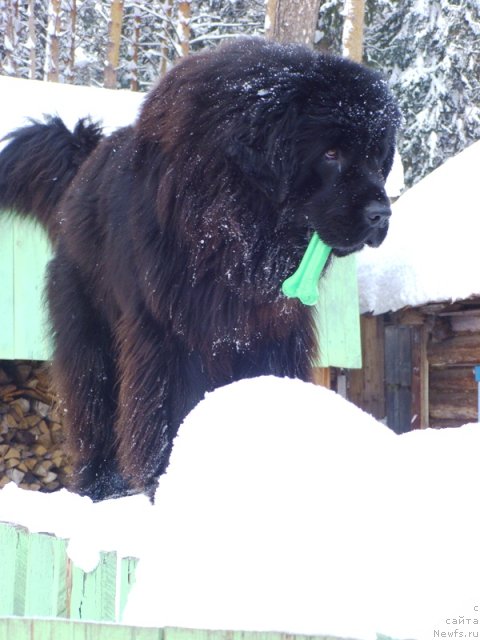 Фото: ньюфаундленд Baryishnya (Барышня)