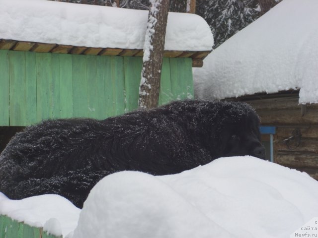 Фото: ньюфаундленд Baryishnya (Барышня)