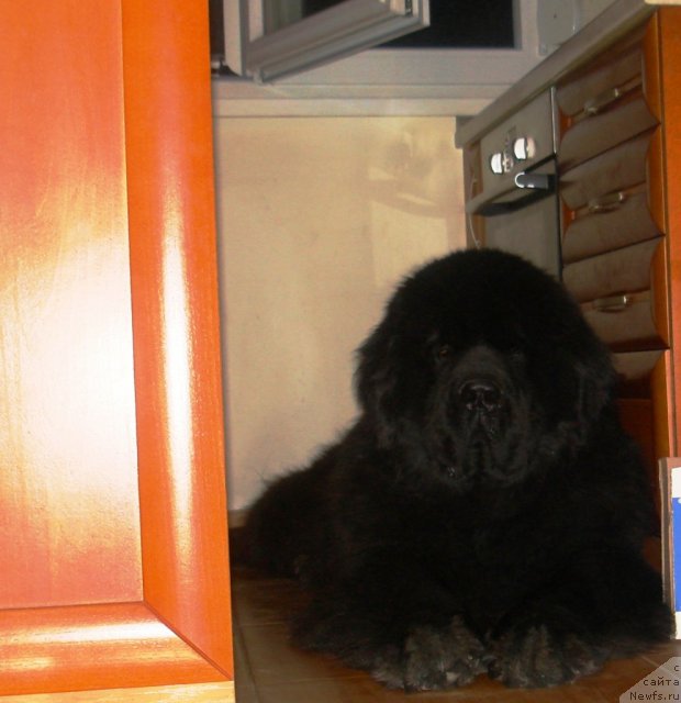 Фото: ньюфаундленд King of Helluland Choose Me (King of Helluland Choose Me)