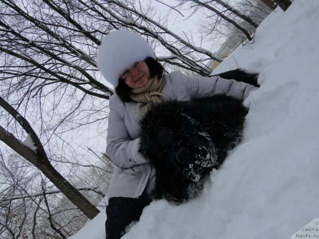 Фото: ньюфаундленд Super Premium Vashington (Супер Премиум Вашингтон), Elena Tischenko (Елена Тищенко)