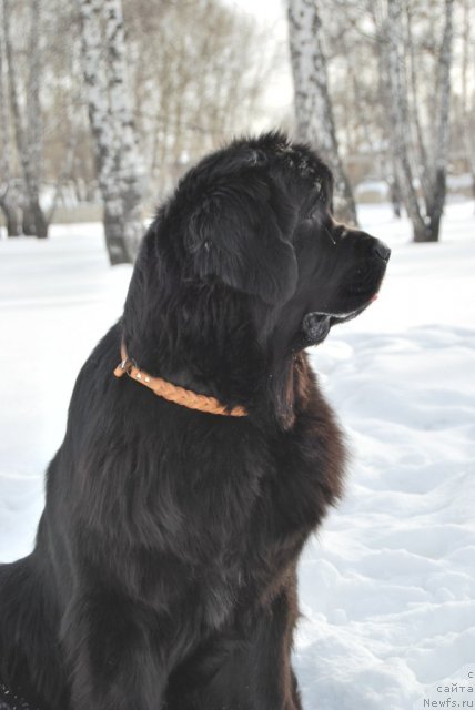 Фото: ньюфаундленд Formula Lyubvi ot Sibirskogo Medvedya (Формула Любви от Сибирского Медведя)