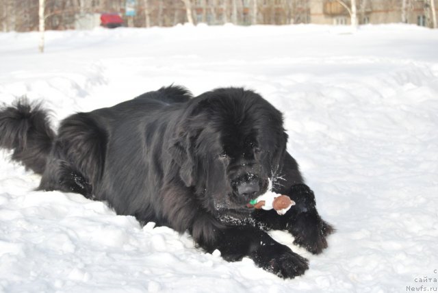 Фото: ньюфаундленд Formula Lyubvi ot Sibirskogo Medvedya (Формула Любви от Сибирского Медведя)