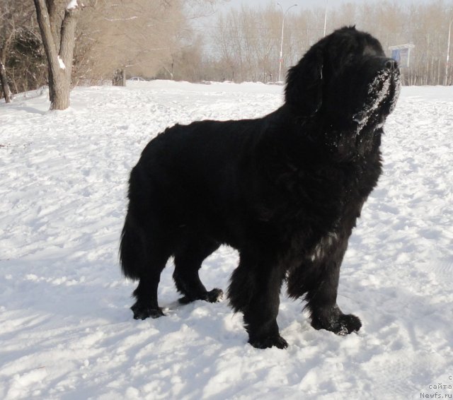 Фото: ньюфаундленд Arh B'yuti Odri Vol'naya Ptica (Арх Бьюти Одри Вольная Птица)