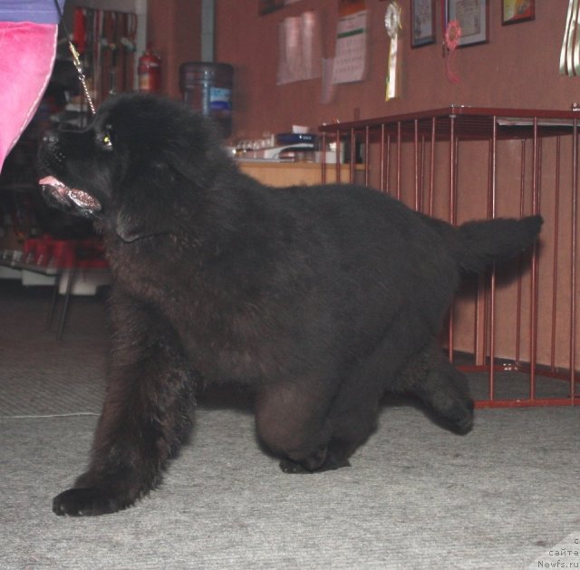 Фото: ньюфаундленд Akvatoriya Kelvin Olimpiyskiy Mishka (Акватория Келвин Олимпийский Мишка)