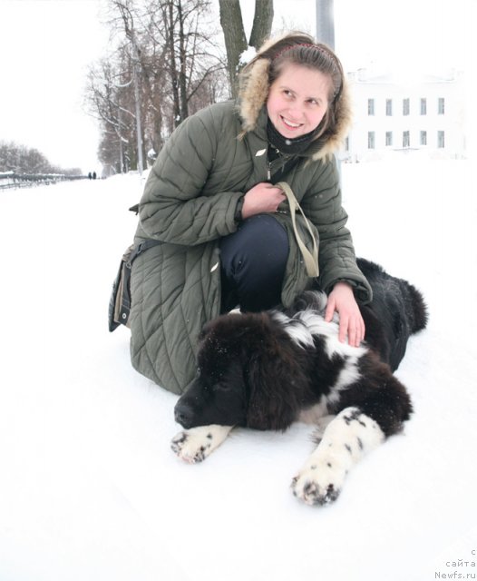 Фото: ньюфаундленд Starbimovlav Gardemarin (Старбимовлав Гардемарин), Alla Tuzkova (Алла Тузкова)