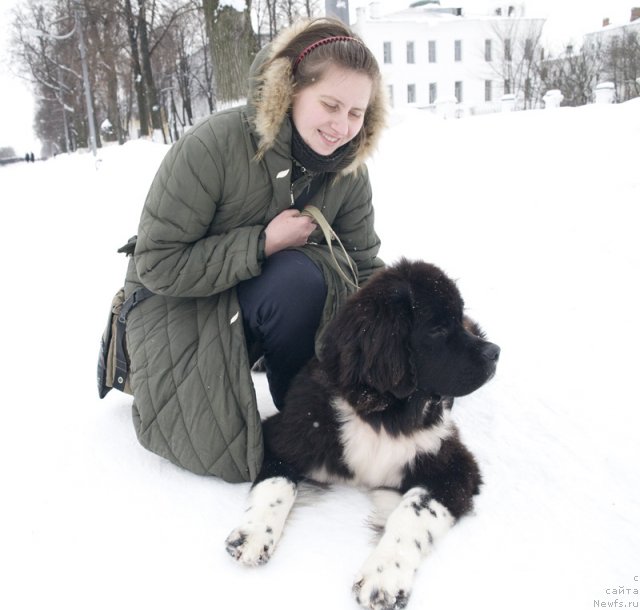 Фото: ньюфаундленд Starbimovlav Gardemarin (Старбимовлав Гардемарин), Alla Tuzkova (Алла Тузкова)