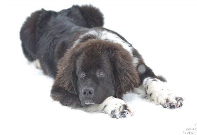 Фото: ньюфаундленд Starbimovlav Gardemarin (Старбимовлав Гардемарин)