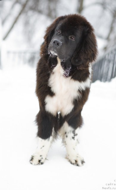 Фото: ньюфаундленд Starbimovlav Gardemarin (Старбимовлав Гардемарин)
