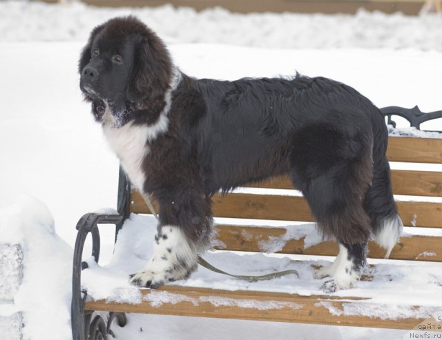 Фото: ньюфаундленд Starbimovlav Gardemarin (Старбимовлав Гардемарин)