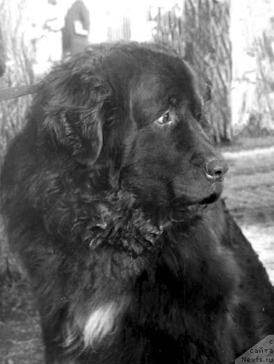 Фото: ньюфаундленд Ruslan (Руслан)