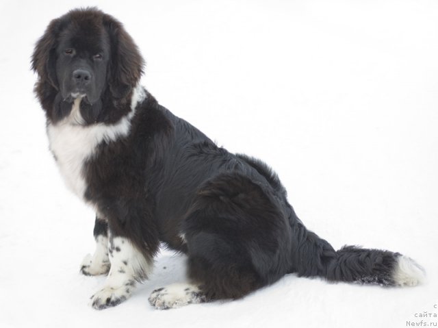 Фото: ньюфаундленд Starbimovlav Gardemarin (Старбимовлав Гардемарин)