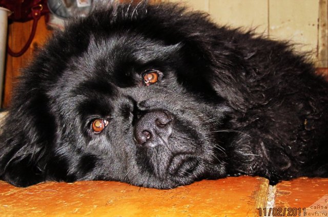 Фото: ньюфаундленд Ih Vyisochestvo Vladlena Madjiks (Их Высочество Владлена Маджикс)