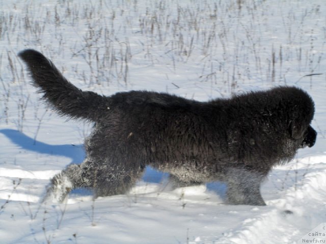 Фото: ньюфаундленд Beher YUlius Gold (Бехер Юлиус Голд)