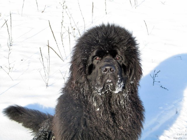 Фото: ньюфаундленд Beher YUlius Gold (Бехер Юлиус Голд)