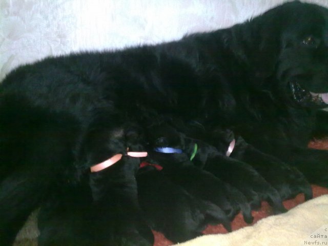 Фото: ньюфаундленд Velikiy Medved' Zagadka (Великий Медведь Загадка)