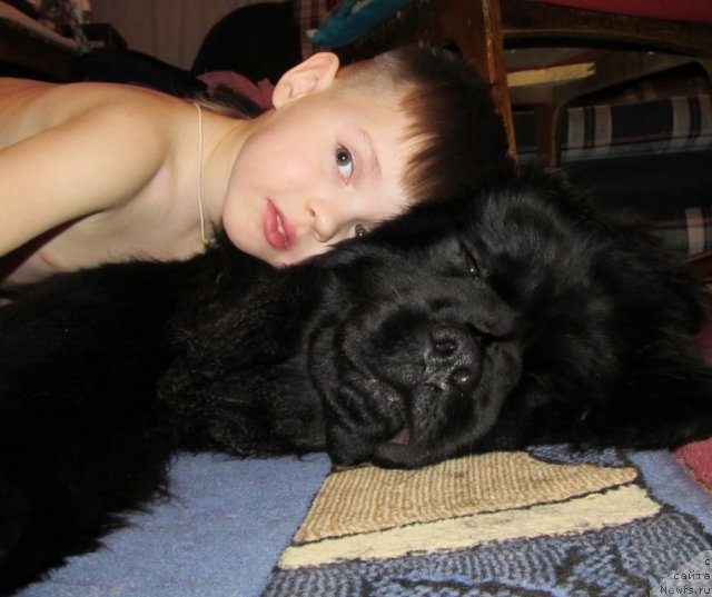 Фото: ньюфаундленд Ih Vyisochestvo Vladlena Madjiks (Их Высочество Владлена Маджикс)