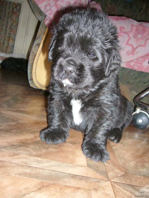 Фото: ньюфаундленд Super Bizon Astoriya (Супер Бизон Астория)