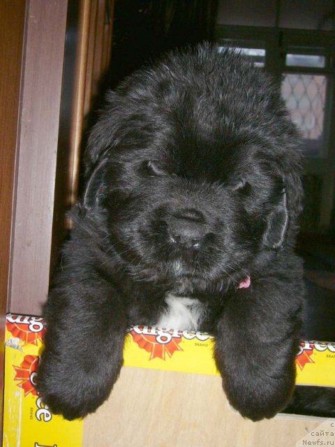 Фото: ньюфаундленд Super Bizon Astoriya (Супер Бизон Астория)